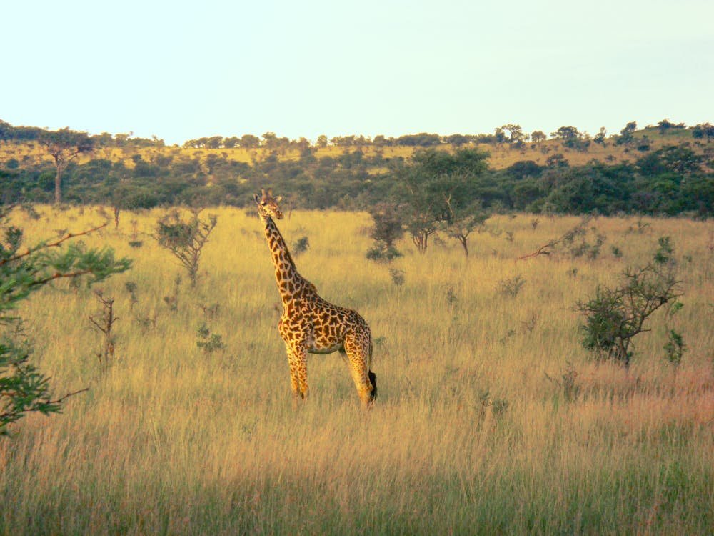 Essential Tanzania