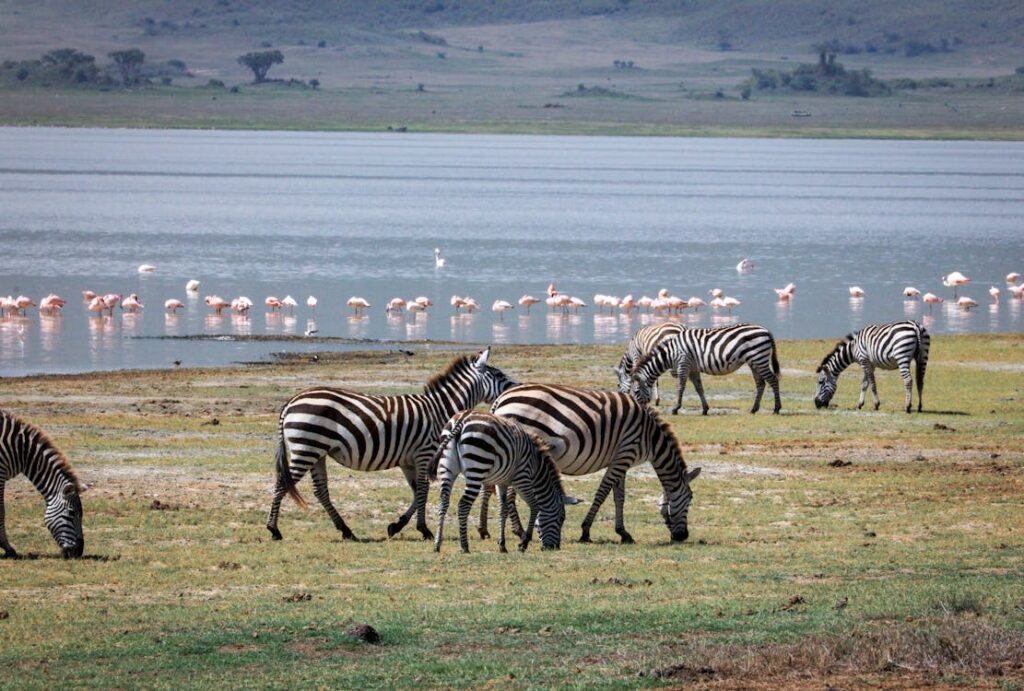 Maravillas de Kenia y Tanzania I