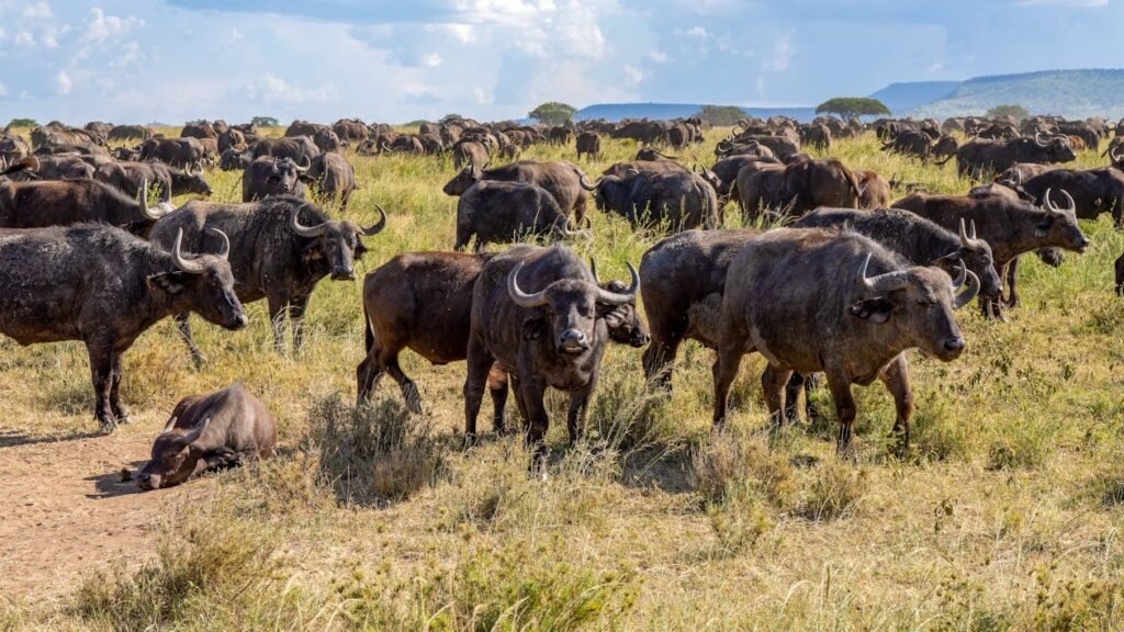 Wonders of Kenya and Tanzania II