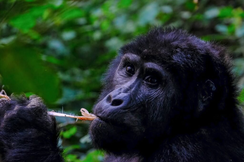 Uganda: Los Grandes Primates