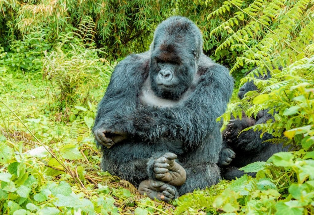 Primates en Ruanda
