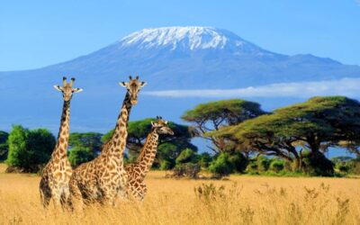 Kenia: ¡La Aventura Africana que Siempre Soñaste!