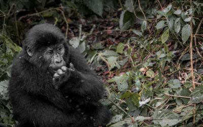 Uganda: ¡La Perla de África que Te Hará Vivir una Aventura Inolvidable!