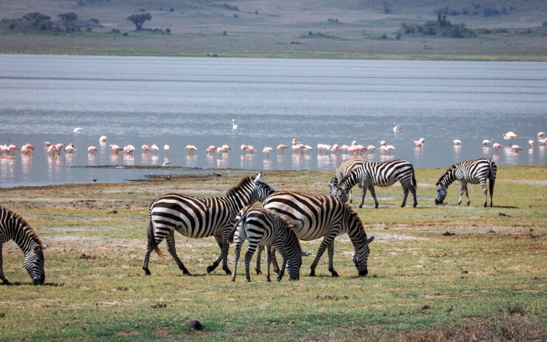 Tanzania: ¡La Aventura Africana que Siempre Soñaste Vivir!