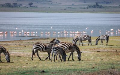 Tanzania: ¡La Aventura Africana que Siempre Soñaste Vivir!