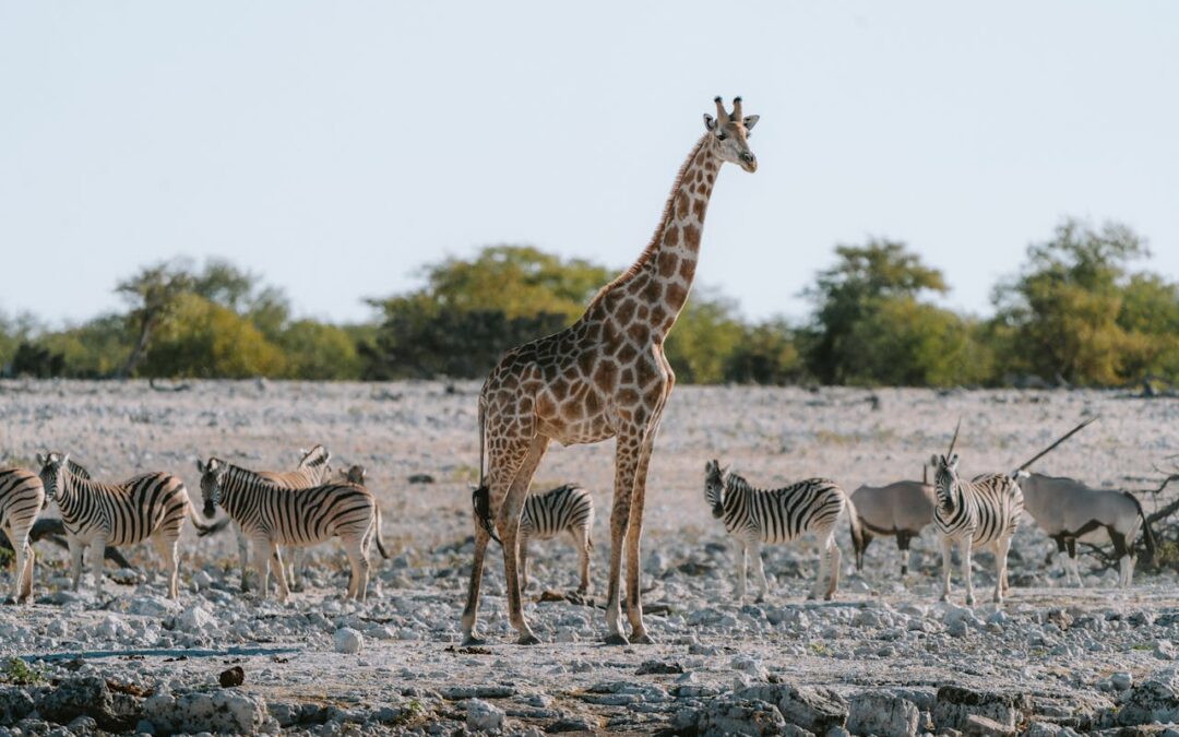 Namibia: ¡La Aventura Africana que Te Dejará sin Aliento!