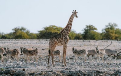 Namibia: ¡La Aventura Africana que Te Dejará sin Aliento!